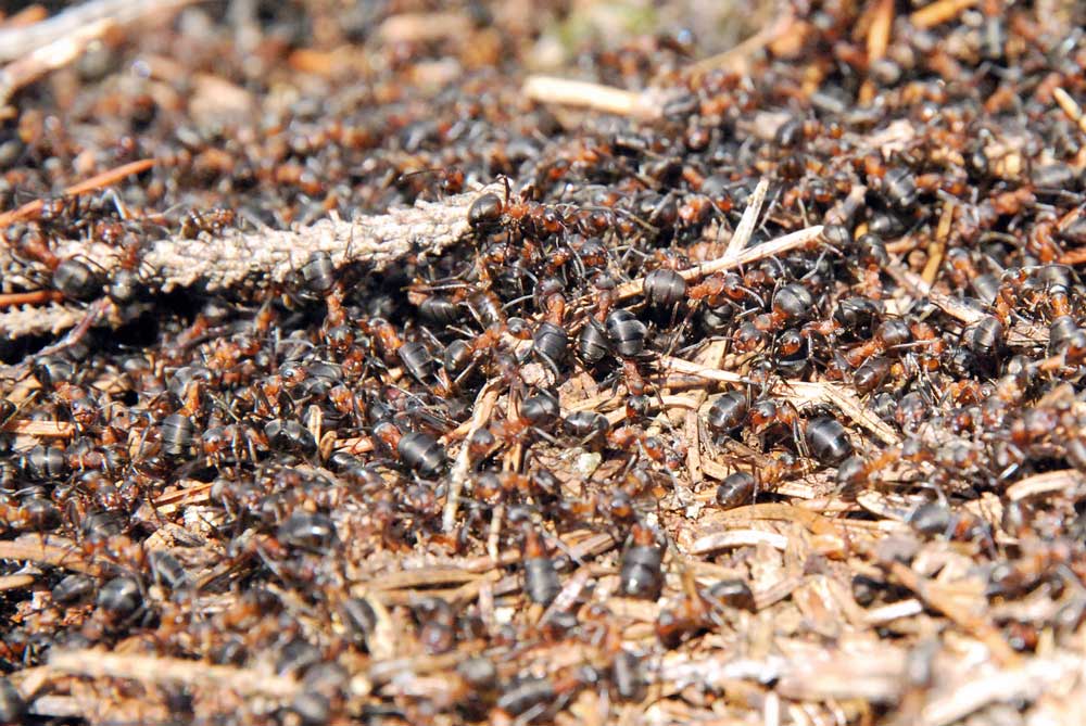 Formica Rufa, la formica rossa alla base dell'aroma dell'Anty Gin