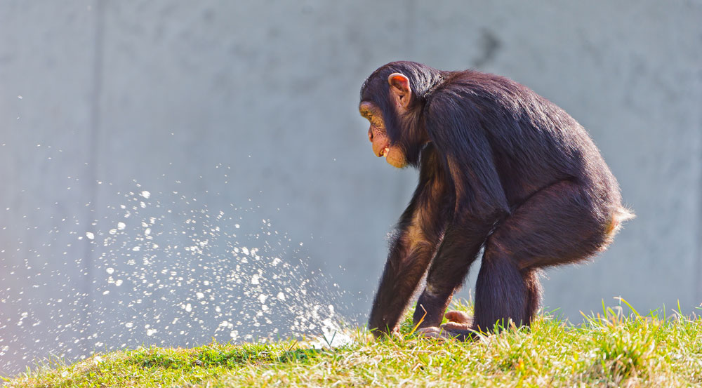Giner ed Evoluzionismo: le scimmie assumono regolarmente etanolo