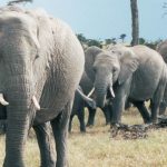 I gin del Gin Day: Salviamo gli Elefanti con Elephant Gin