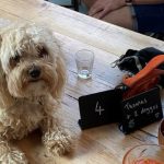 Puptail, i cocktail per cani serviti a un bar di Londra